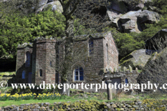 Daffodils at Rock Hall, the Roaches Rocks