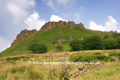 Foxglove flowers, Hen Cloud rocks, the Roaches