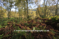 Autumn trees , Cannock Chase Country Park