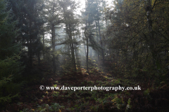 Autumn trees , Cannock Chase Country Park