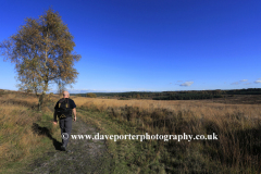 Walker in Autumn trees, Cannock Chase