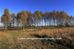 Autumn trees, Cannock Chase Country Park