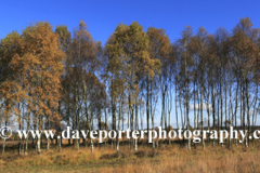 Autumn trees, Cannock Chase Country Park