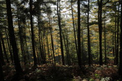 Autumn trees, Cannock Chase Country Park