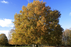 Autumn Oak Tree and Ponies at Knettishall Heath