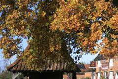 Autumn Oak Tree, Village Green, Redgrave Village