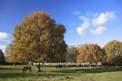 Autumn Oak Tree and Ponies at Knettishall Heath