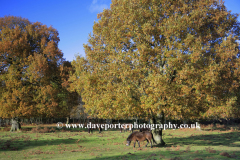 Autumn Oak Tree and Ponies at Knettishall Heath