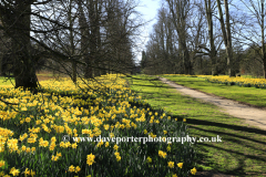 Daffodils at Nowton Park near Bury St Edmunds