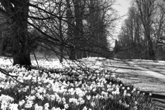 Daffodils at Nowton Park near Bury St Edmunds