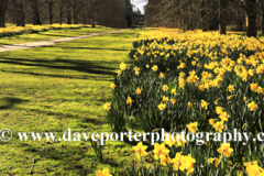 Daffodils at Nowton Park near Bury St Edmunds