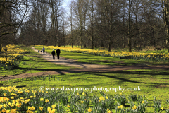 Daffodils at Nowton Park near Bury St Edmunds