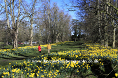 Daffodils at Nowton Park near Bury St Edmunds