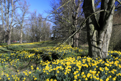 Daffodils at Nowton Park near Bury St Edmunds