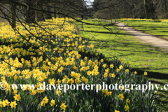 Daffodils at Nowton Park near Bury St Edmunds