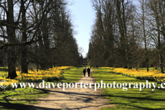 Daffodils at Nowton Park near Bury St Edmunds