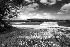 Summer Landscape, Eartham village, South Downs