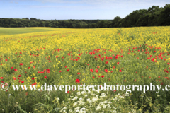 Summer Landscape over Slindon village, South Downs