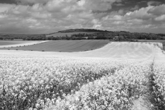 Landscape over Eartham village, South Downs