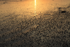 Sunset over Worthing Beach, Worthing town