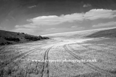 Summer Landscape over Eartham village, South Downs