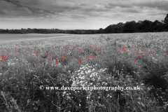 Summer Landscape over Slindon village, South Downs