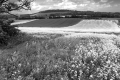 Summer Landscape over Eartham village, South Downs