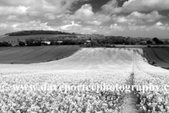 Summer Landscape, Eartham village, South Downs