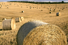 Harvest Bales on the Sussex Downs