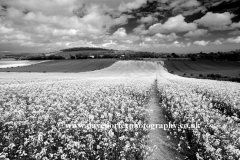 Summer Landscape, Eartham village, South Downs