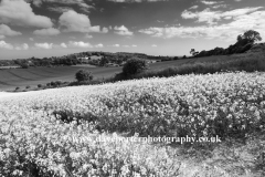 Summer Landscape, Eartham village, South Downs