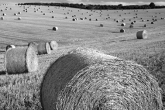 Harvest Bales on the Sussex Downs