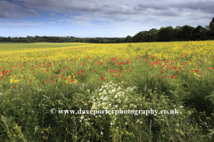 Landscape over Slindon village, South Downs