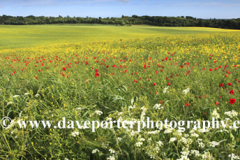 Summer Landscape over Slindon village, South Downs