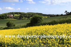 Summer Landscape, Eartham village, South Downs