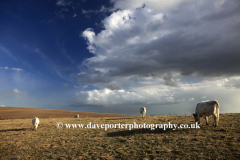 Cows on the South Downs Way, Ditchling Beacon