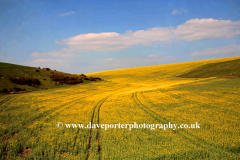 Oil seed in the river Adur valley, Lancing village