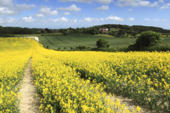 Landscape, Eartham village, South Downs