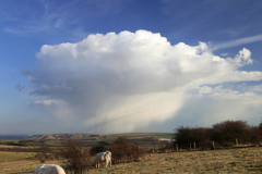 Cows on the South Downs Way, Ditchling Beacon