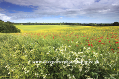 Landscape over Slindon village, South Downs