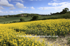 Summer Landscape, Eartham village, South Downs