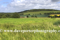 Summer Landscape, Eartham village, South Downs