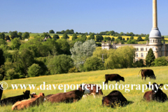 Cows near Bliss Tweed Mill, Chipping Norton