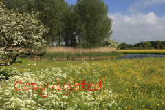 River Nenen valley, Peterborough