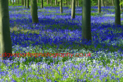 Spring Bluebell Woodland, Rockingham Forest