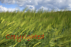 Blurred Barley fields, Nene valley, Peterborough