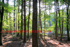 Spring Woodland, Lyndhurst, New Forest