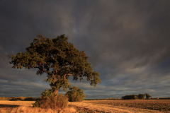 Sunset over a tree, Fenland field, near March