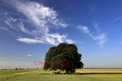 Beech Tree in a Summer Fenland field, near March