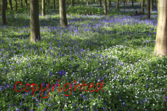 Backlit Bluebell woodland in the New Forest